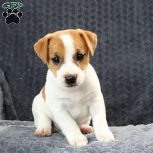 Huston, Jack Russell Terrier Puppy