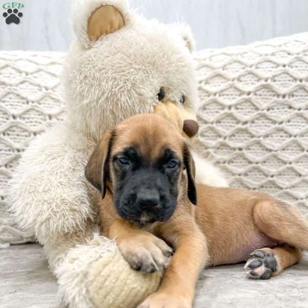 Honey, English Mastiff Puppy