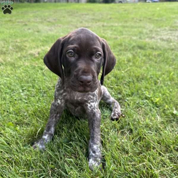 Micky, German Shorthaired Pointer Puppy