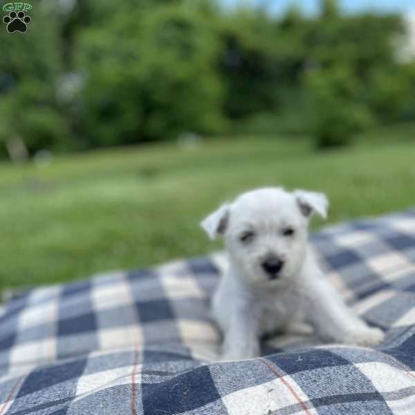 Astro, West Highland Terrier Puppy
