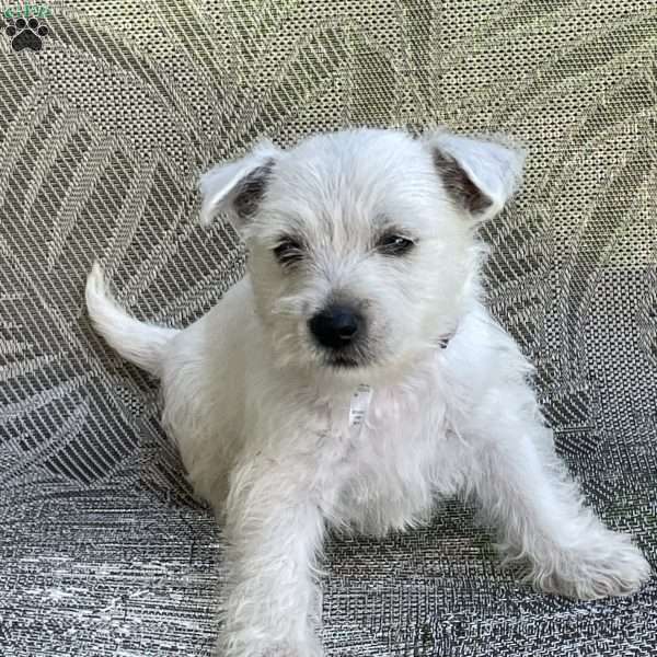 Buster, West Highland Terrier Puppy