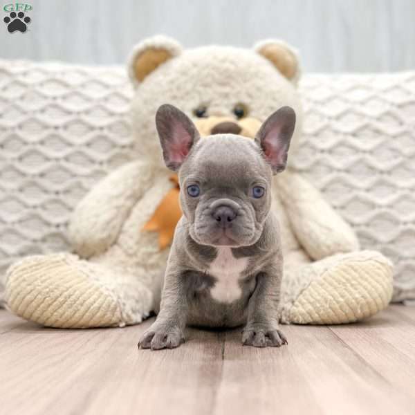 Lacy, Frenchton Puppy