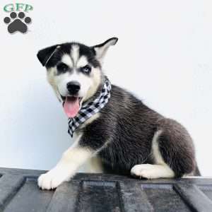 Siberian Husky Puppies For Sale - Greenfield Puppies