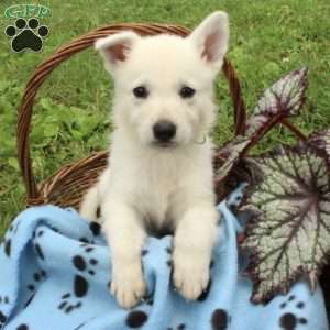 German Shepherd Puppies For Sale - Greenfield Puppies