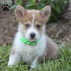 Welsh Corgi Mix Puppies For Sale | Greenfield Puppies