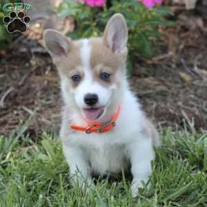 Welsh Corgi Mix Puppies For Sale | Greenfield Puppies