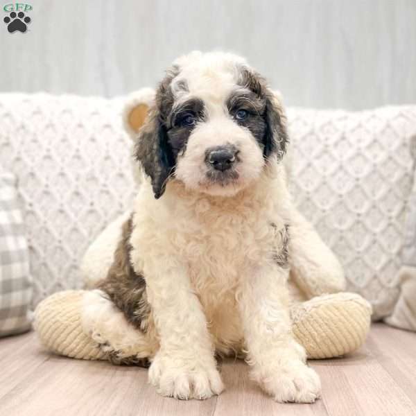 Rocky, Saint Berdoodle Puppy