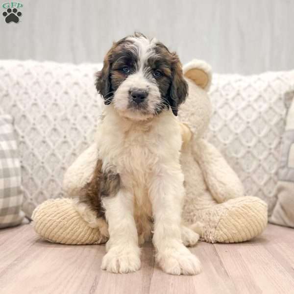 Romeo, Saint Berdoodle Puppy