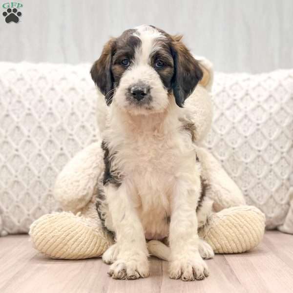 Coco, Saint Berdoodle Puppy