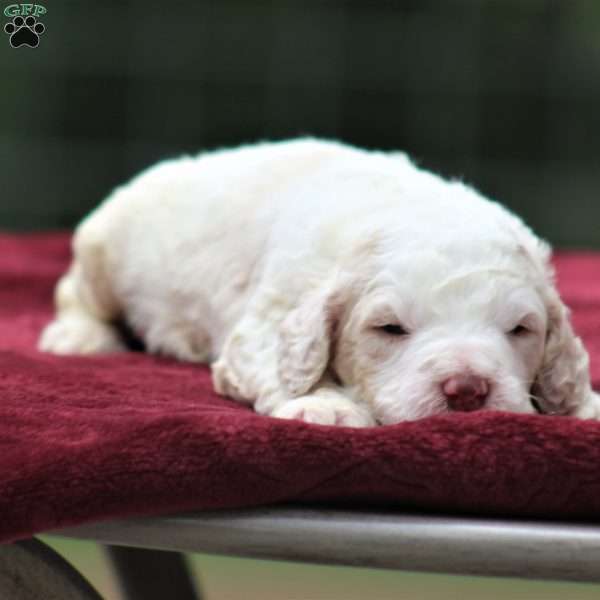 Finn, Standard Poodle Puppy