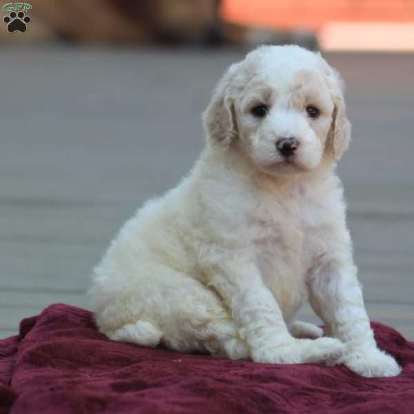 Hazel, Standard Poodle Puppy