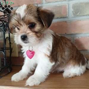 Shorkie Puppies For Sale - Greenfield Puppies