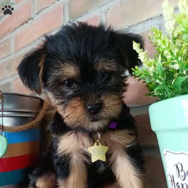Ellie, Shorkie Puppy