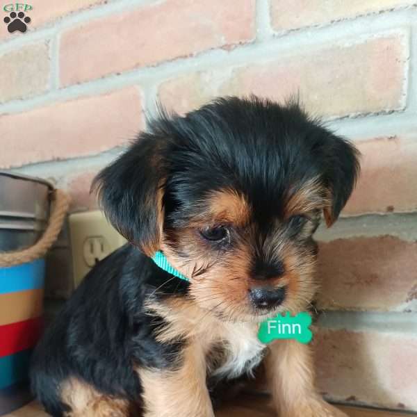 Finn, Shorkie Puppy
