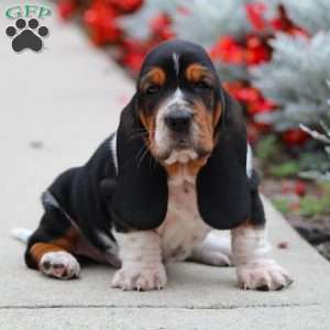 Basset Hound Puppies For Sale - Greenfield Puppies