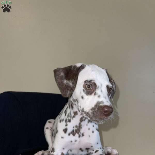 Francis, Dalmatian Puppy