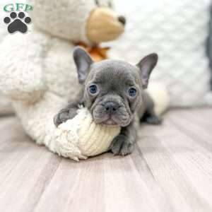 Frenchton Puppies for Sale | Greenfield Puppies