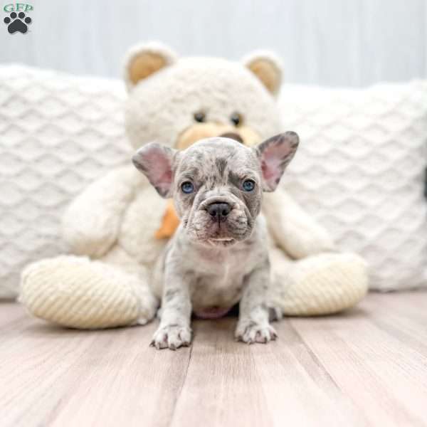 Oliver, Frenchton Puppy