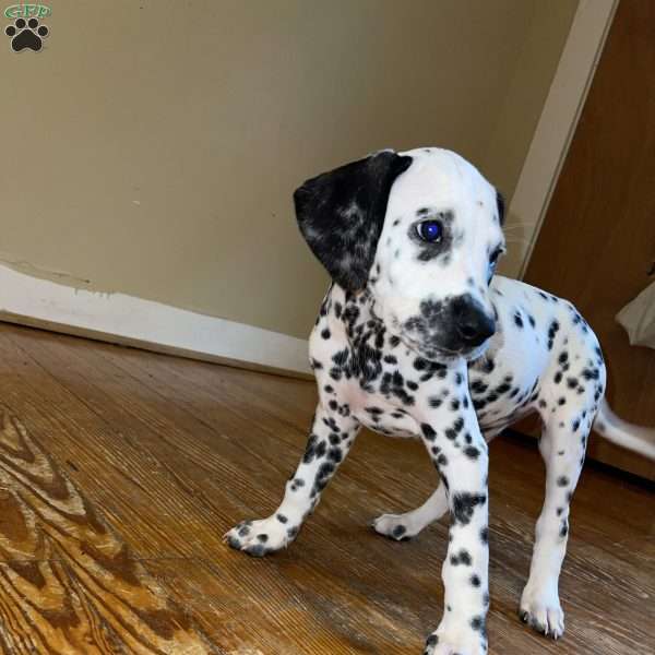 Daisy, Dalmatian Puppy