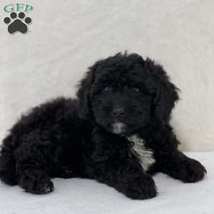 Jackie, Mini Goldendoodle Puppy