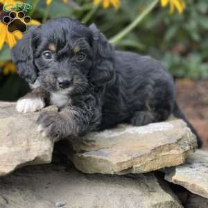 Poogle Puppies For Sale | Greenfield Puppies