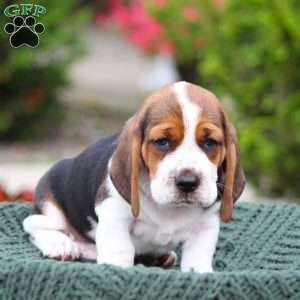 Basset Hound Mix Puppies For Sale | Greenfield Puppies