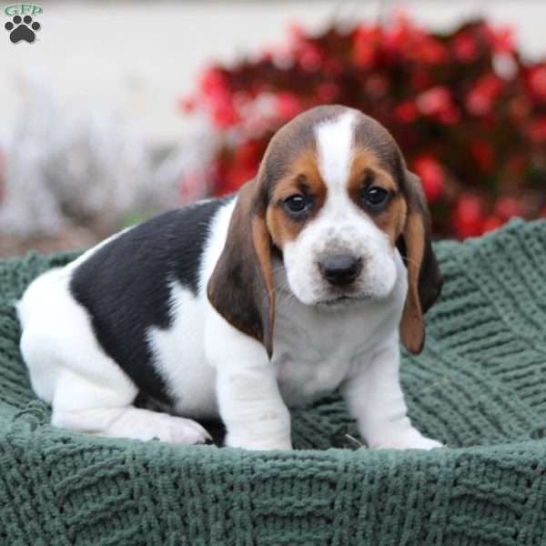 Everest, Basset Hound Mix Puppy