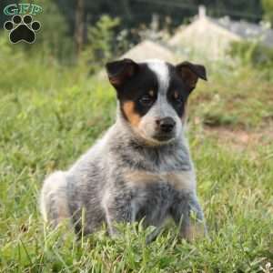 Blue Heeler Puppies For Sale - Greenfield Puppies