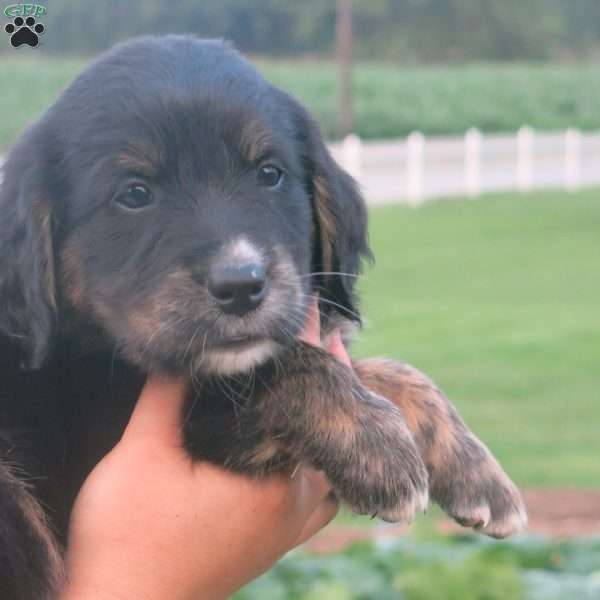 Westly, Bernese Golden Mountain Dog Puppy