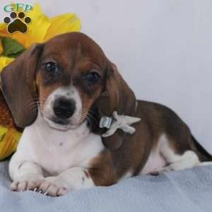 Dachshund Puppies For Sale - Greenfield Puppies