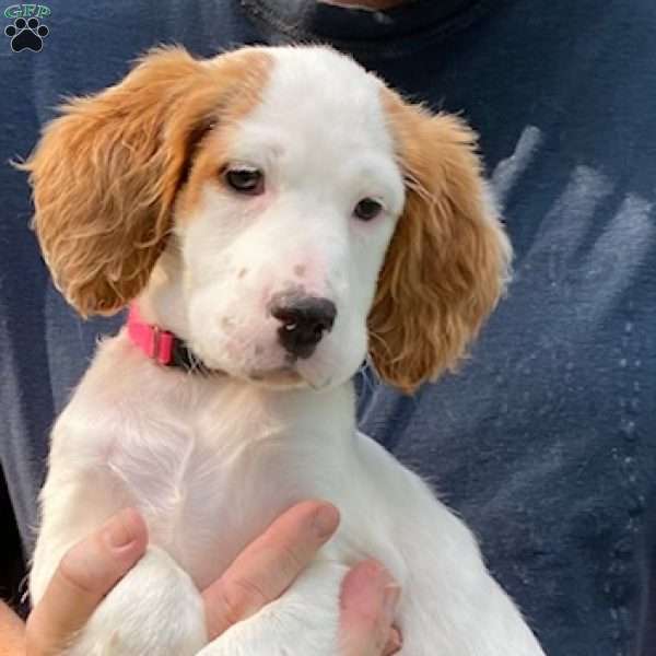 Toffee, English Setter Puppy