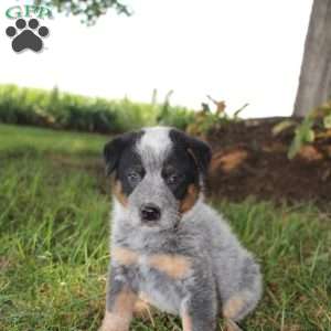 Blue Heeler Puppies For Sale - Greenfield Puppies