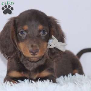 Dachshund Puppies For Sale - Greenfield Puppies