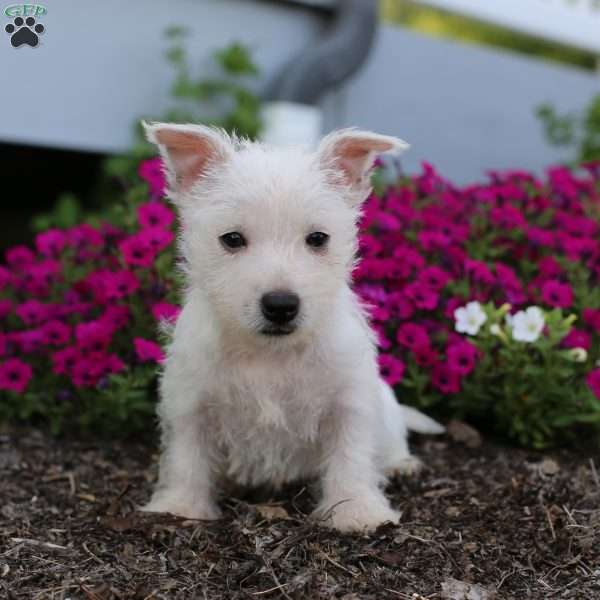 Murphy, West Highland Terrier Puppy