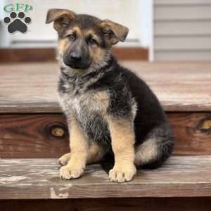 German Shepherd Puppies For Sale - Greenfield Puppies
