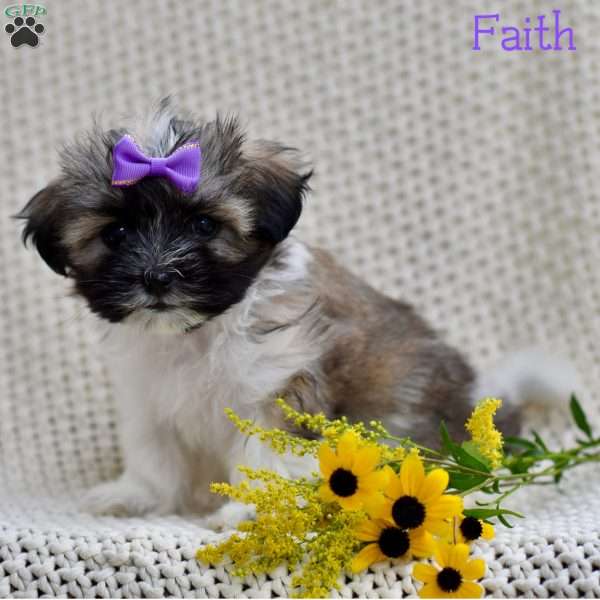 Faith, Mal-Shi Puppy