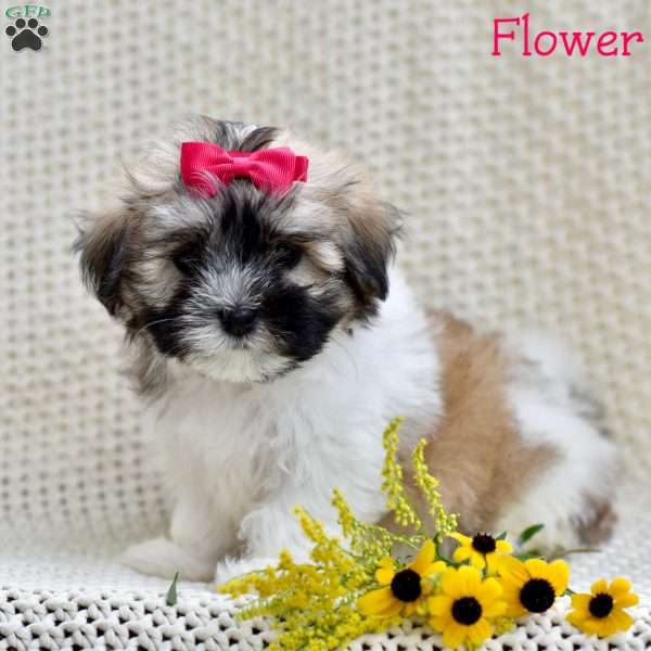 Flower, Mal-Shi Puppy