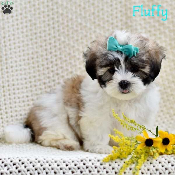 Flufy, Mal-Shi Puppy