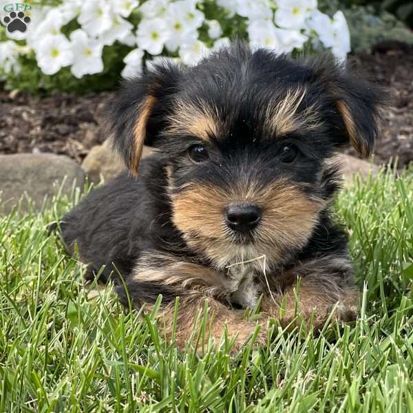 Buster, Shorkie Puppy
