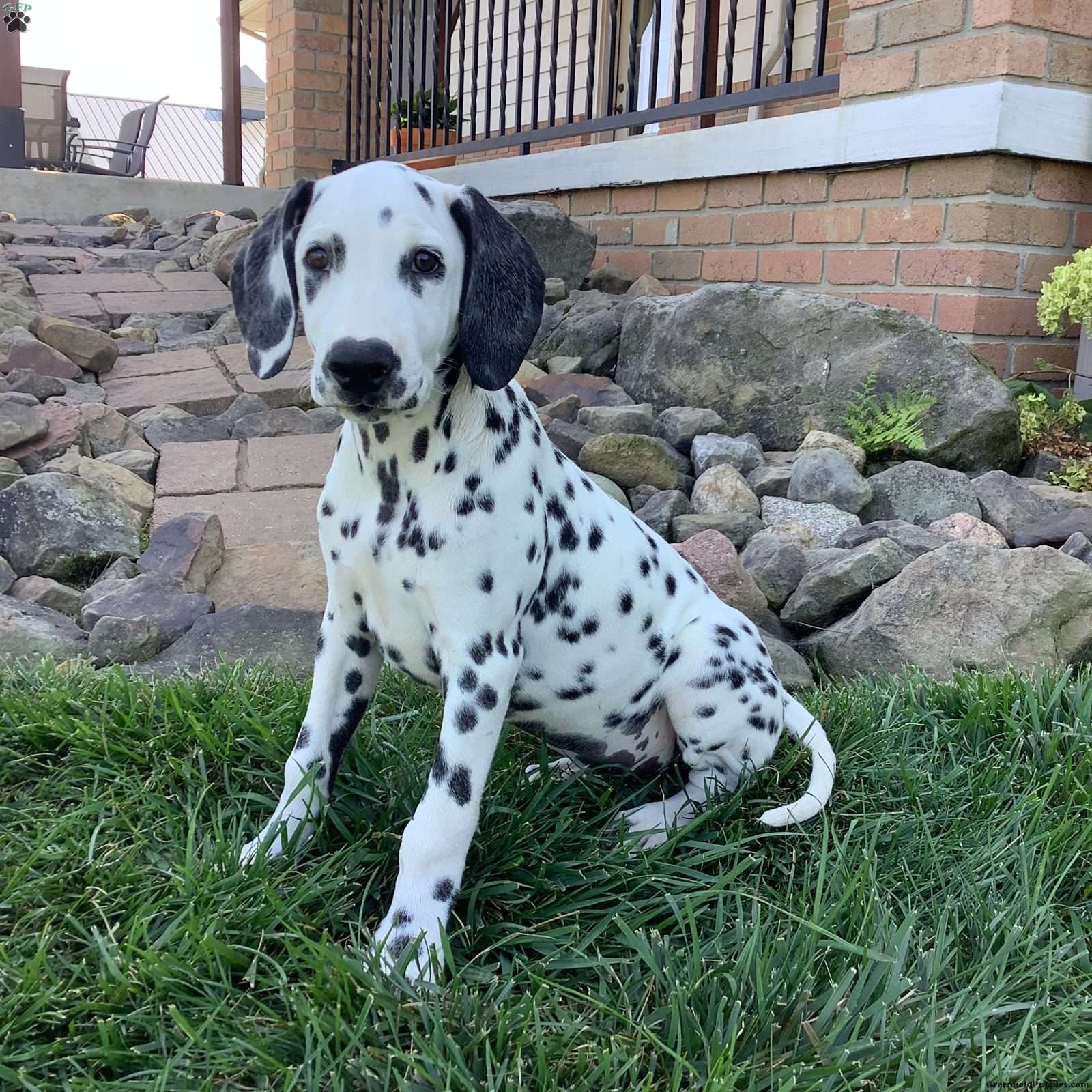 Penelope Dalmatian Puppy For In Ohio