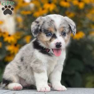 Welsh Corgi Mix Puppies For Sale | Greenfield Puppies