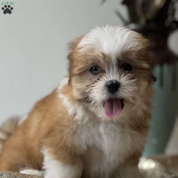 Sassy, Mal-Shi Puppy