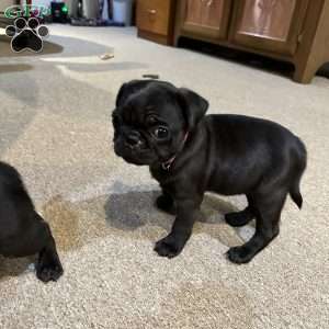 Pug Puppies For Sale | Greenfield Puppies