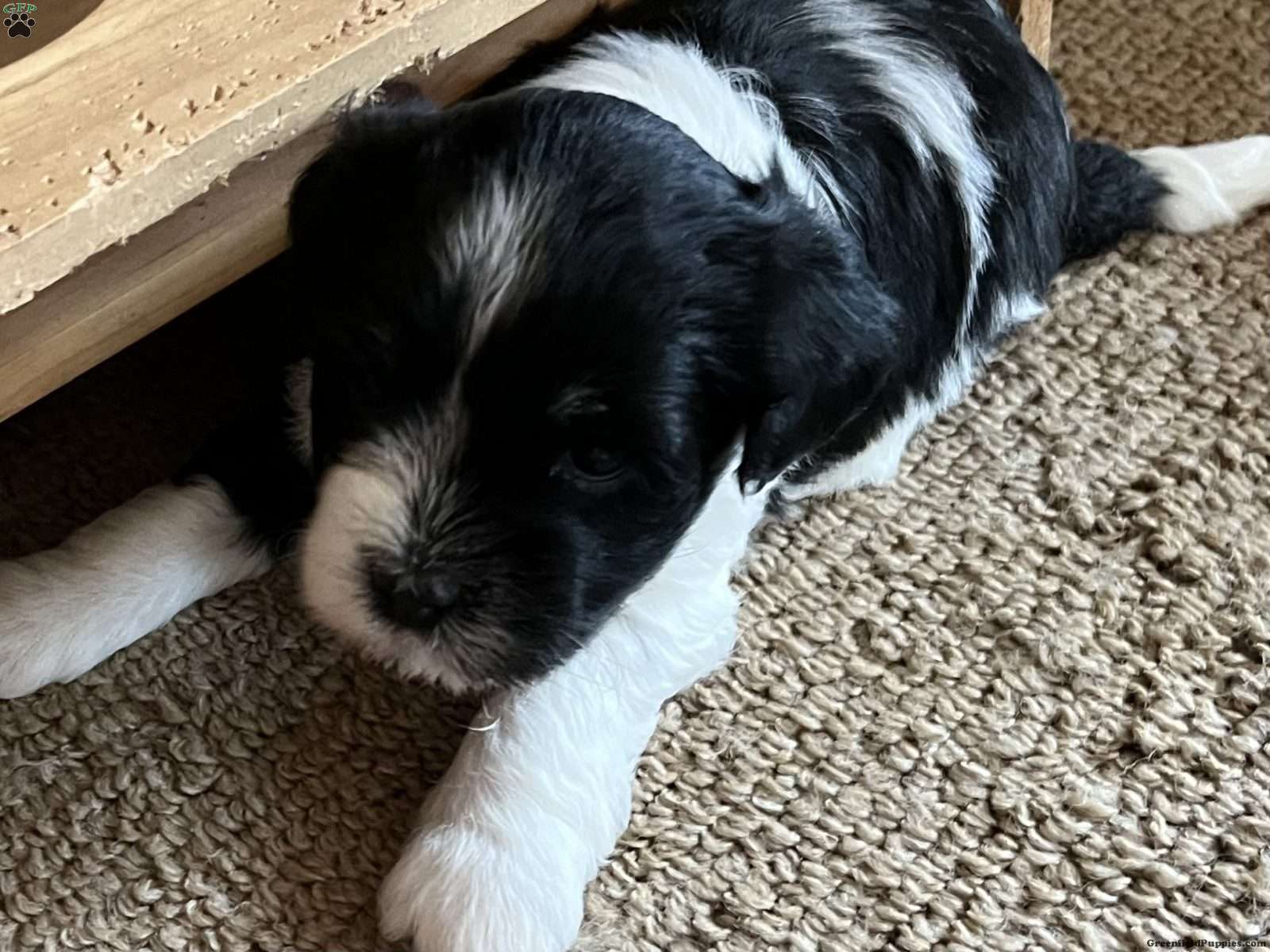 Angie's sales havanese puppies