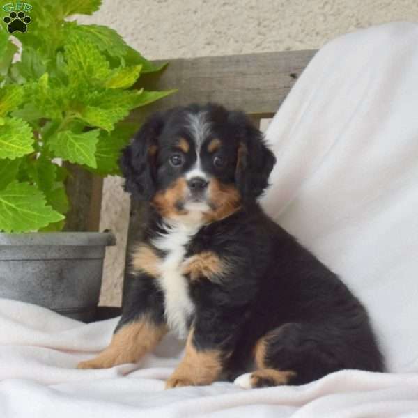 Jasmine, Miniature Bernese Mountain Dog Puppy