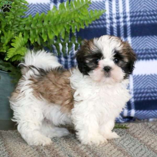 Jay, Shih Tzu Puppy