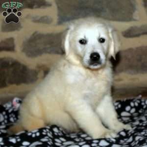 Jeff, English Cream Golden Retriever Puppy