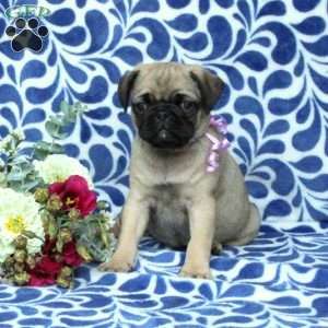 Pug Puppies For Sale | Greenfield Puppies
