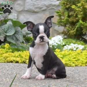 Boston Terrier Puppies For Sale - Greenfield Puppies