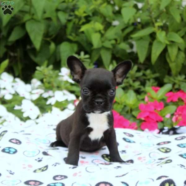 Kendall, Frenchton Puppy